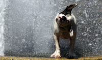 September 2005, New York, N.Y. - Petey, a three year-old pit bull, shakes out after an intense session of fountain chasing in Washington Square Park.